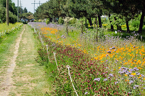 Richmond Pollinatorpasture 2 Web