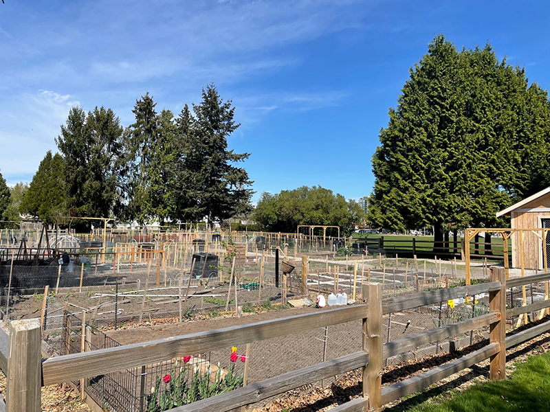 Rfss Cook Community Garden 2