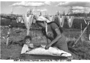 Alestine Andre and Lisa Andre work on a large sruh (coney) at Alestine’s fish camp at Dachan Choo Gę̀hnjik (Tree River). Credit: NWT Archives/James Jerome fonds/N-1987-017: 1484